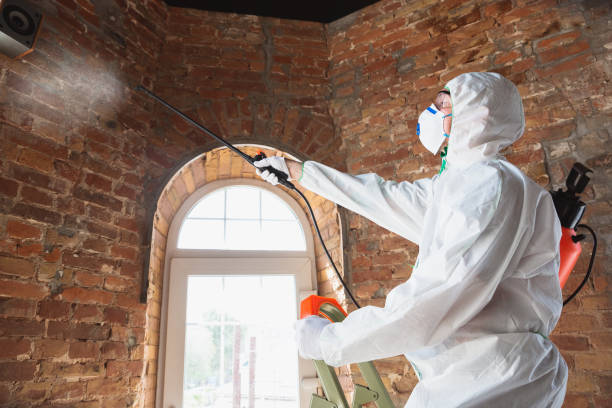 Why You Should Choose Our Mold Remediation Services in Rosepine, LA